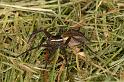 Dolomedes_fimbriatus_D5114_Z_91_Canal du Nivernais_Frankrijk